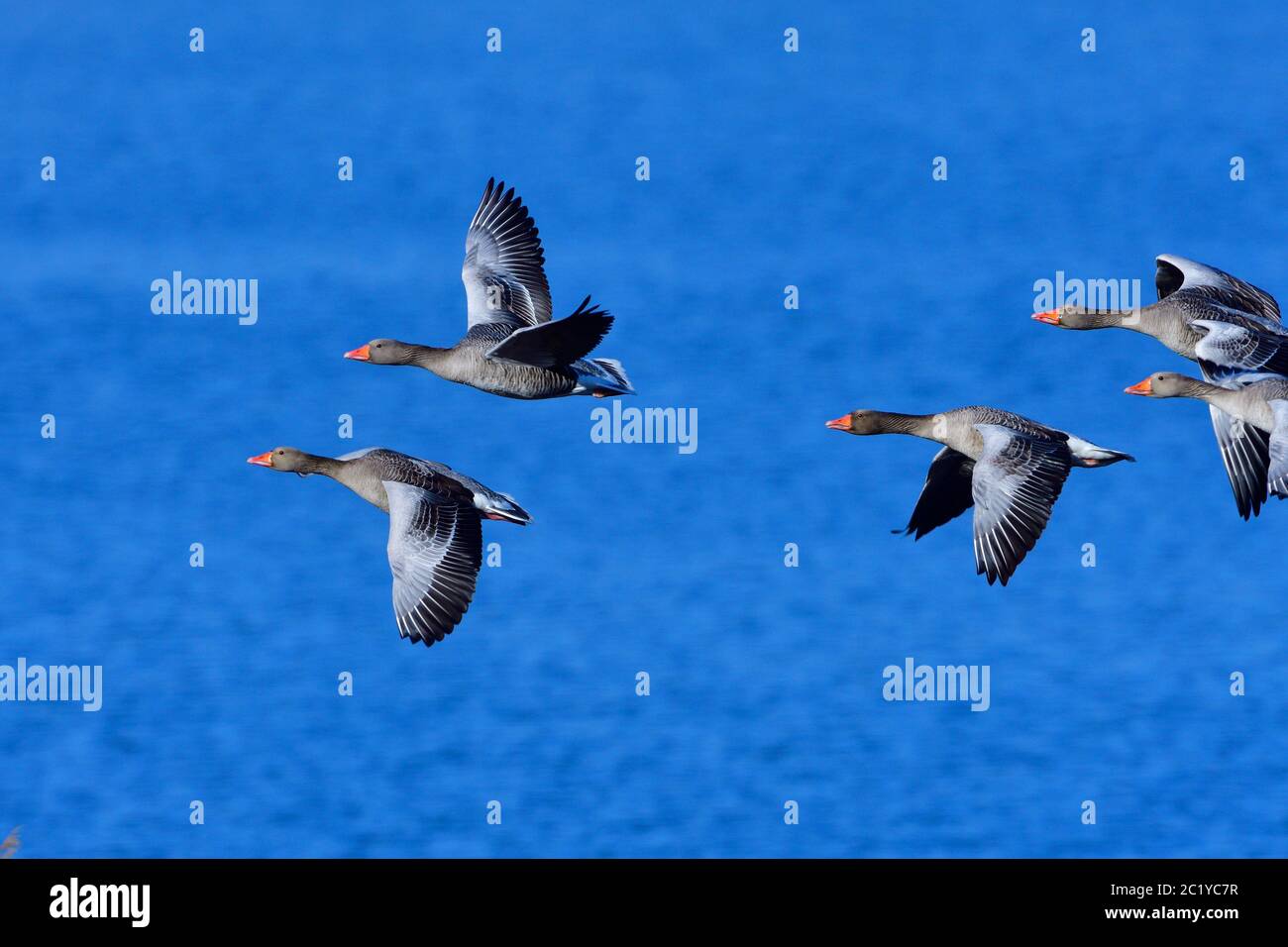 Greylag goose in flight. Wild, geese. Stock Photo