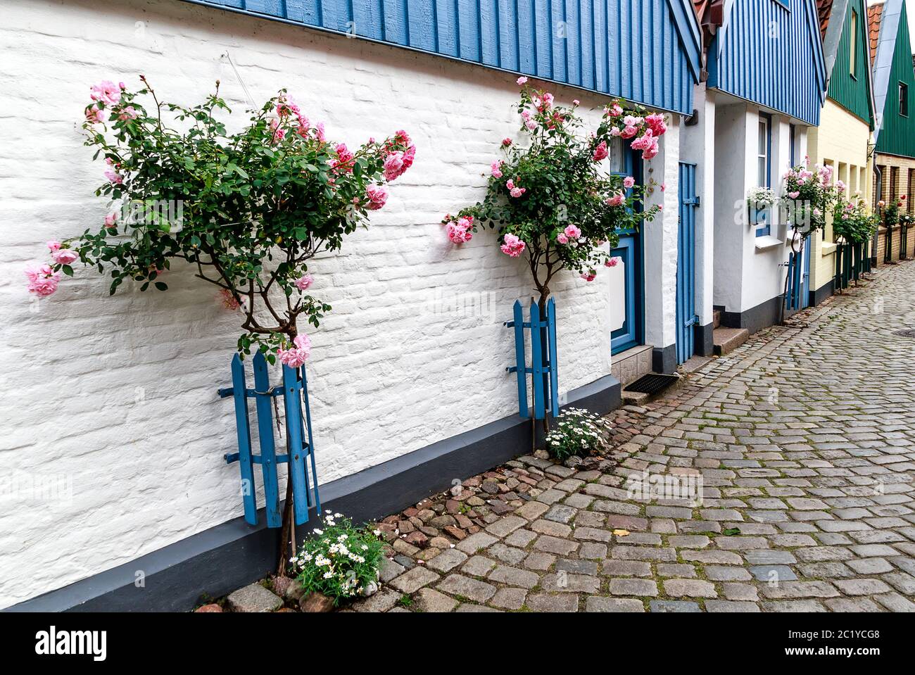 A row of picturesque former fisherman's houses with tall pink roses at a house wall in the fishing village Holm in Schleswig, Germany Stock Photo