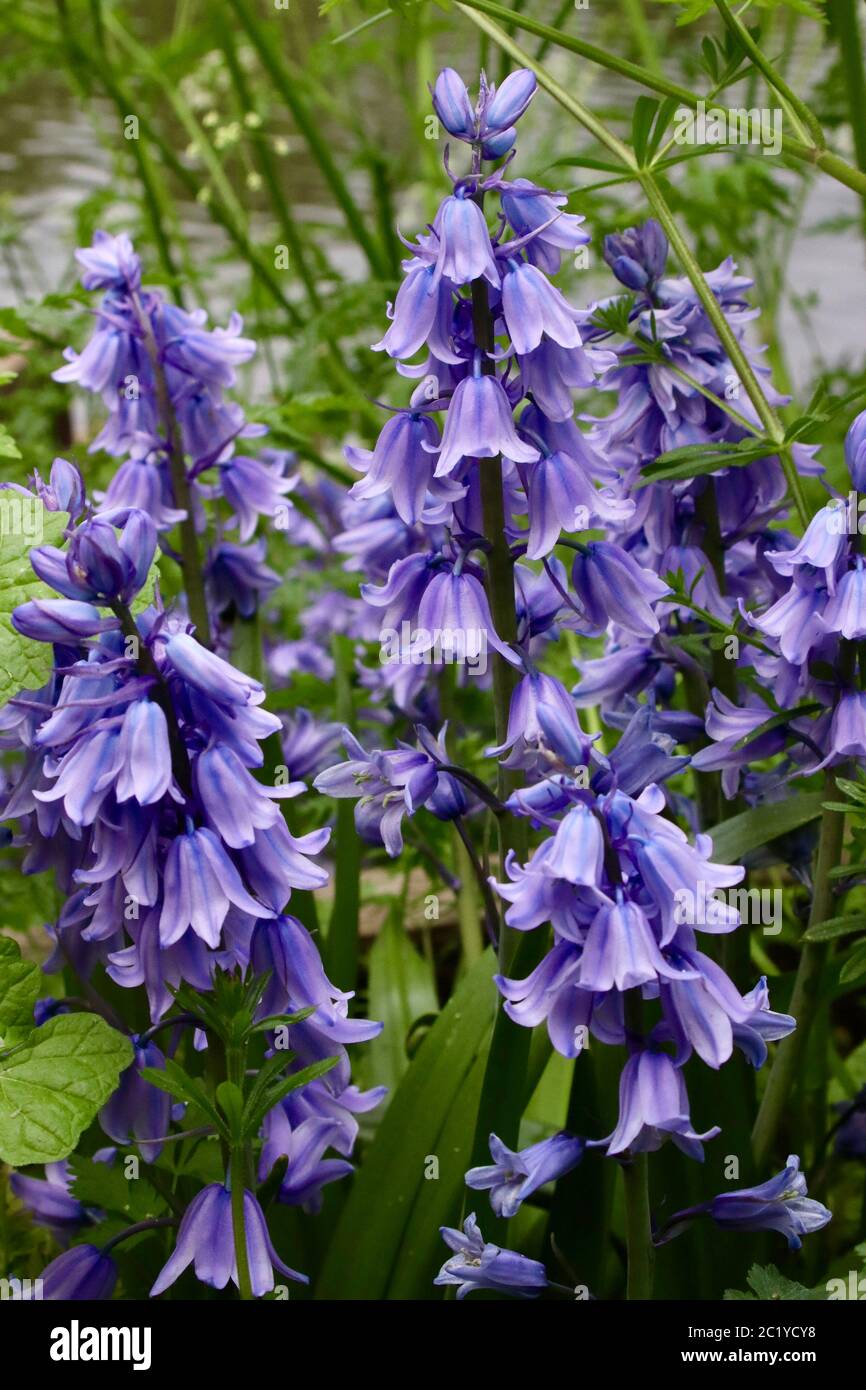Close up of spring Blue Bells Stock Photo
