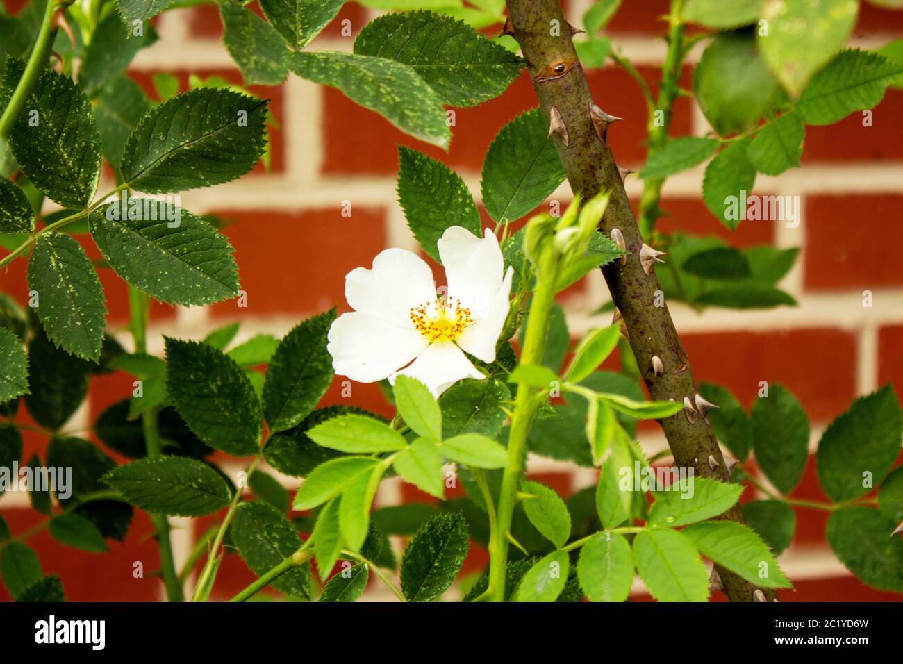 Close-up of roses, Rosa multiflora, also called multi-flowered rose, panicle rose or also polyantha rose, is a species of the rose (Rosa) genus within Stock Photo