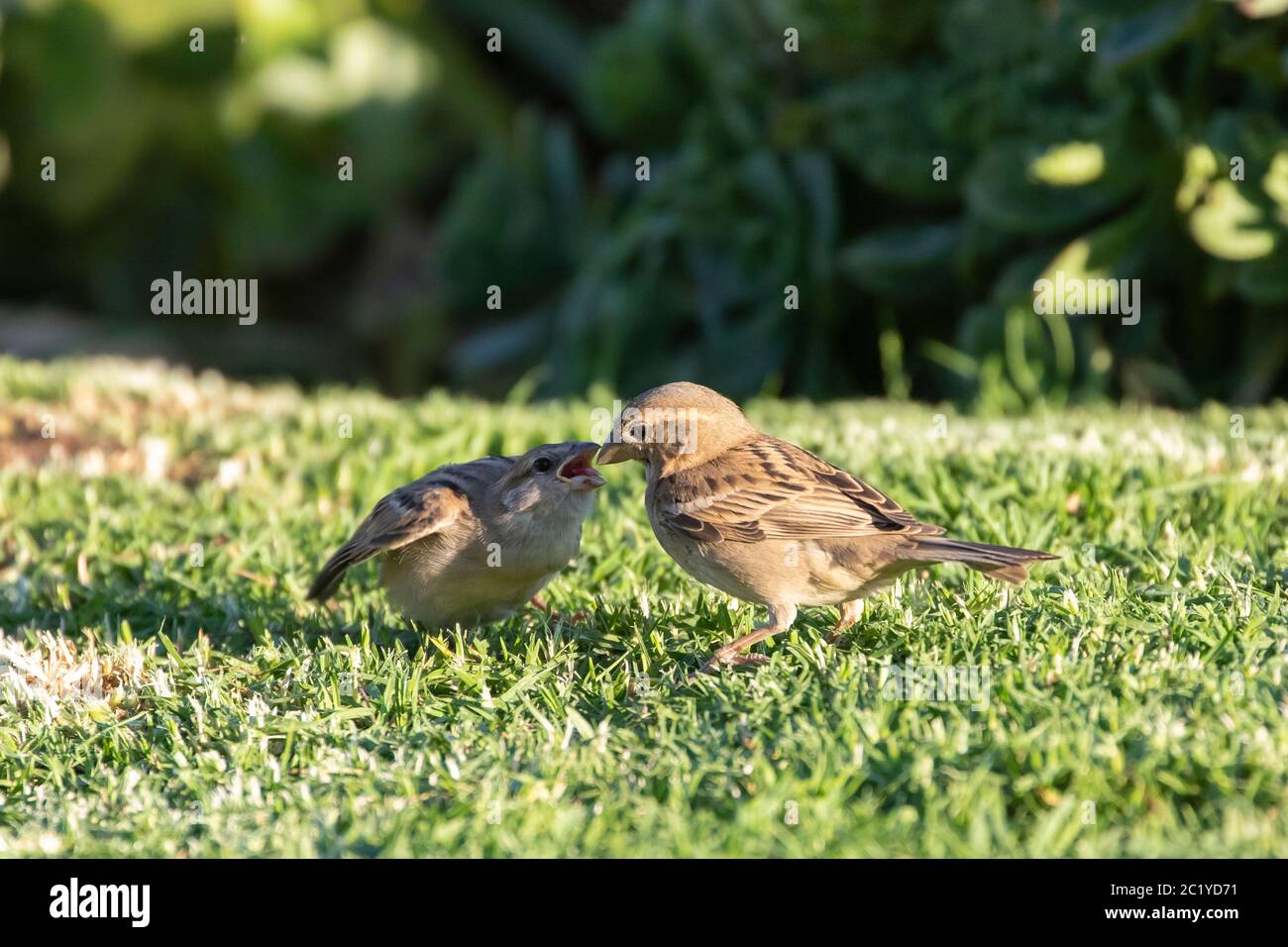 Female House Sparrow (Passer domesticus) feeding  hungry fledgling begging for food  on grass Stock Photo