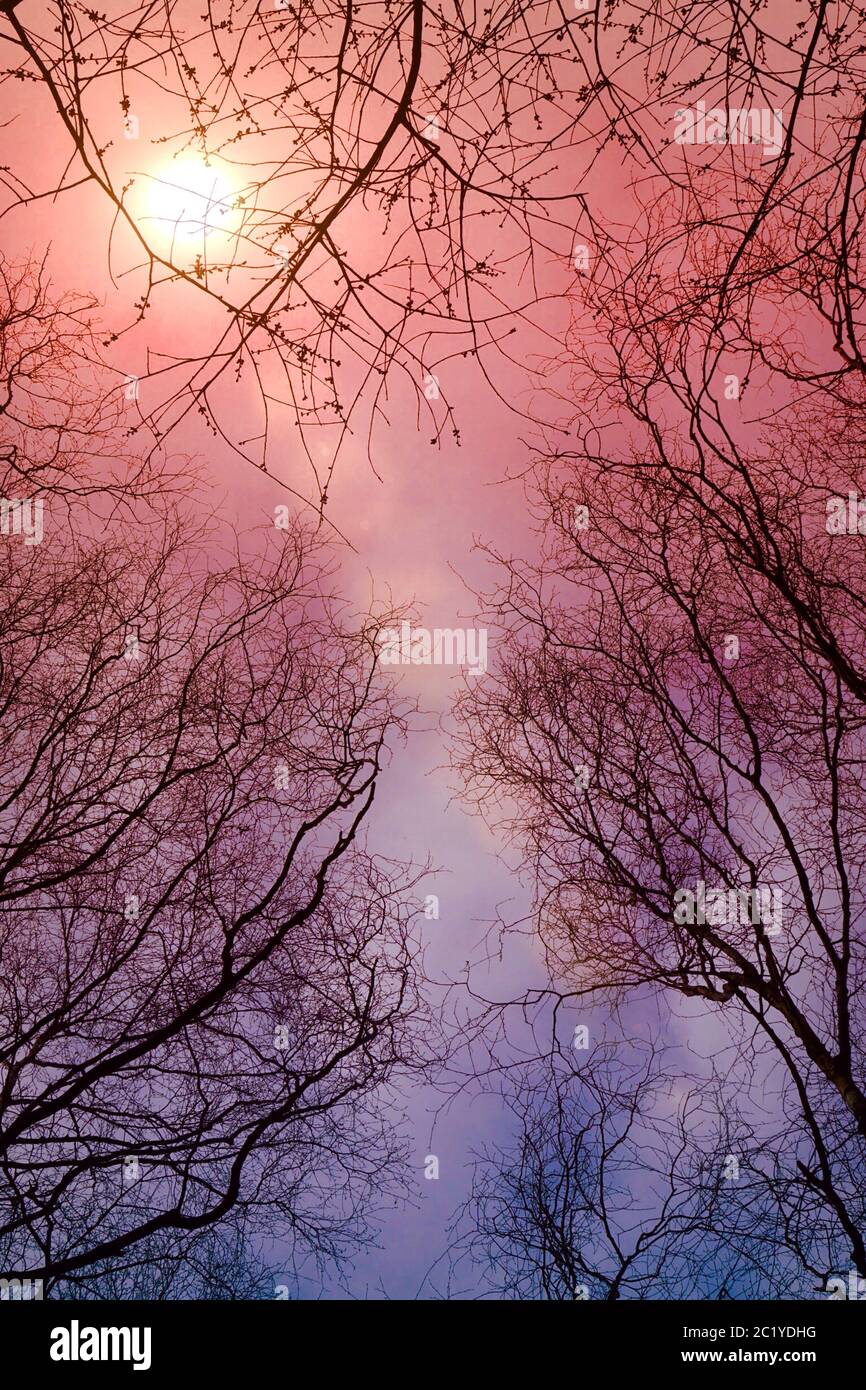 Branches and sun hi-res stock photography and images - Alamy