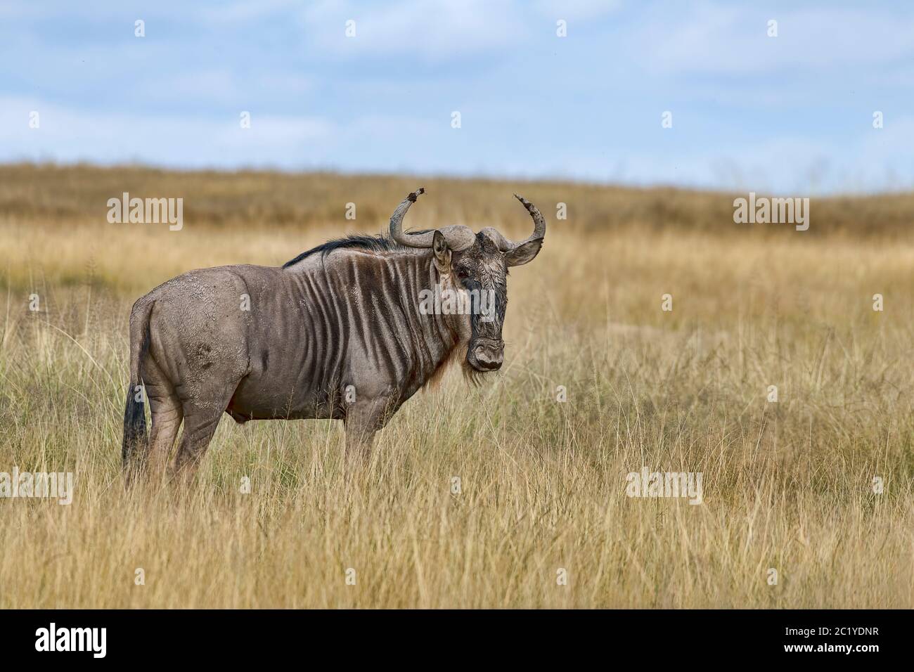 Kenya-Amboseli-Gnu-2018 4795 Stock Photo