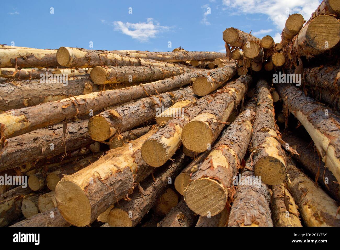 Raw stacked timber in lumber yard Stock Photo Alamy