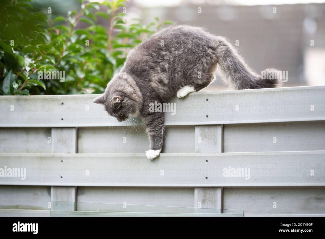 young blue tabby maine coon cat walking on fence balancing outdoors in ...