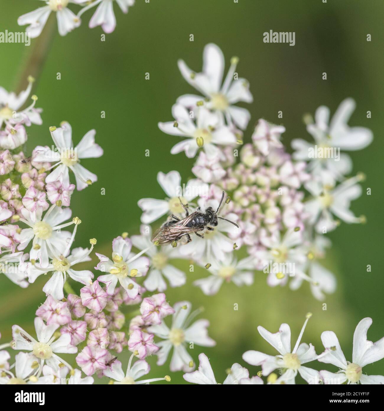 Closeup shot of tiny black fly on flowers of Hogweed / Heracleum