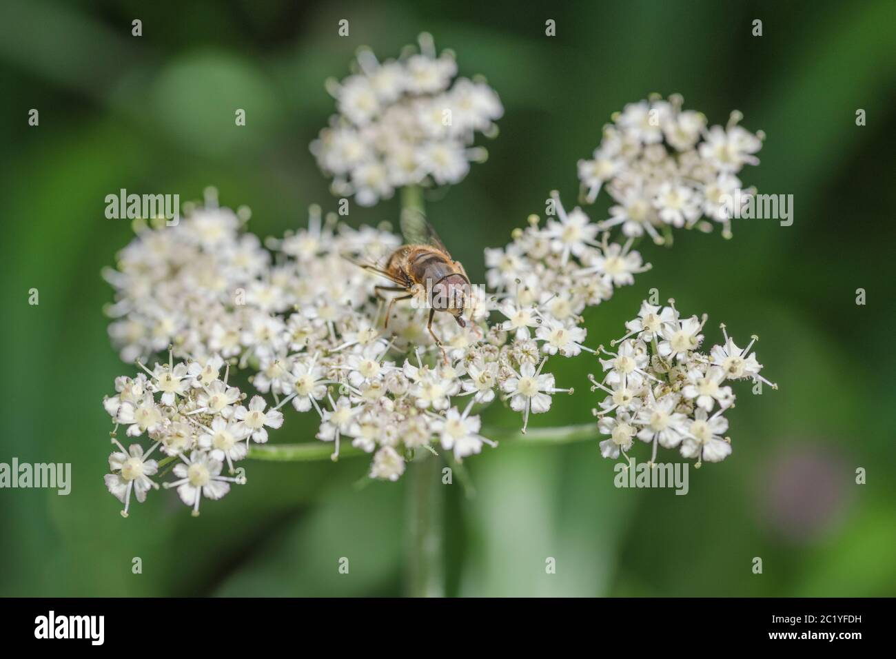 Oarngeyellow hoverfly. Eristalis tenax or maybe a Cheilosia sp. on