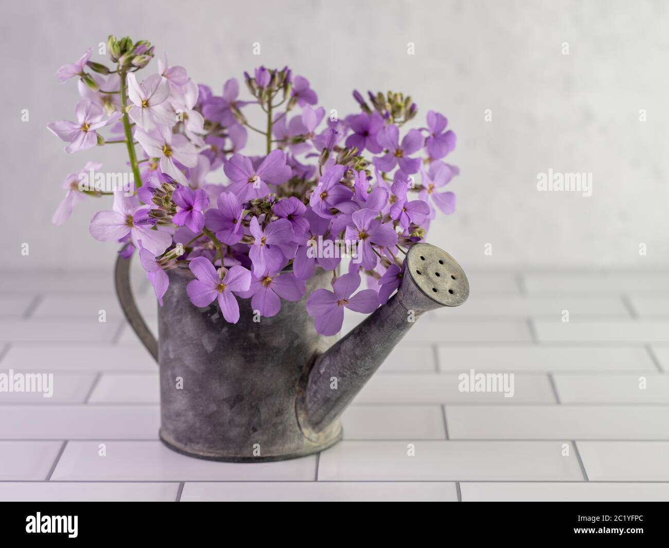Rustic metal watering can filled with purple wildflowers called Dame’s Rocket, indoors for still life photography on a white subway tile surface with Stock Photo