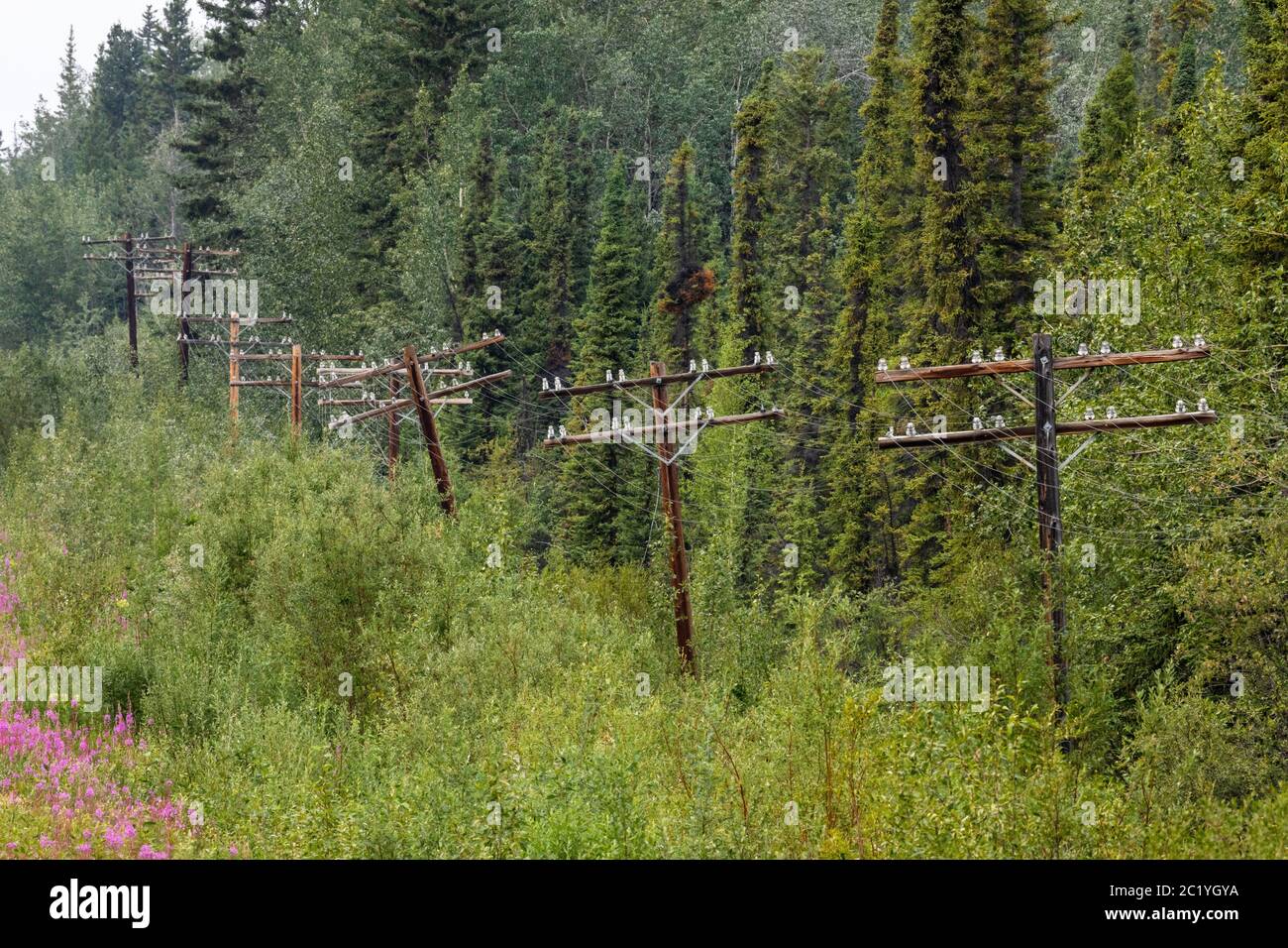 Powerline along the Alaska Highway Stock Photo