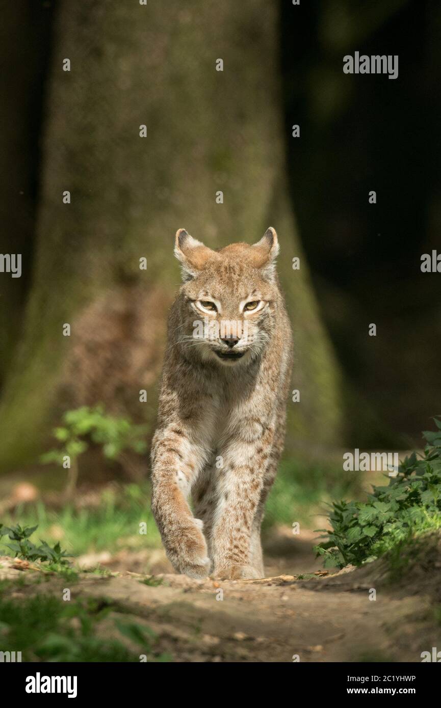 Lynx in a forrest Stock Photo Alamy