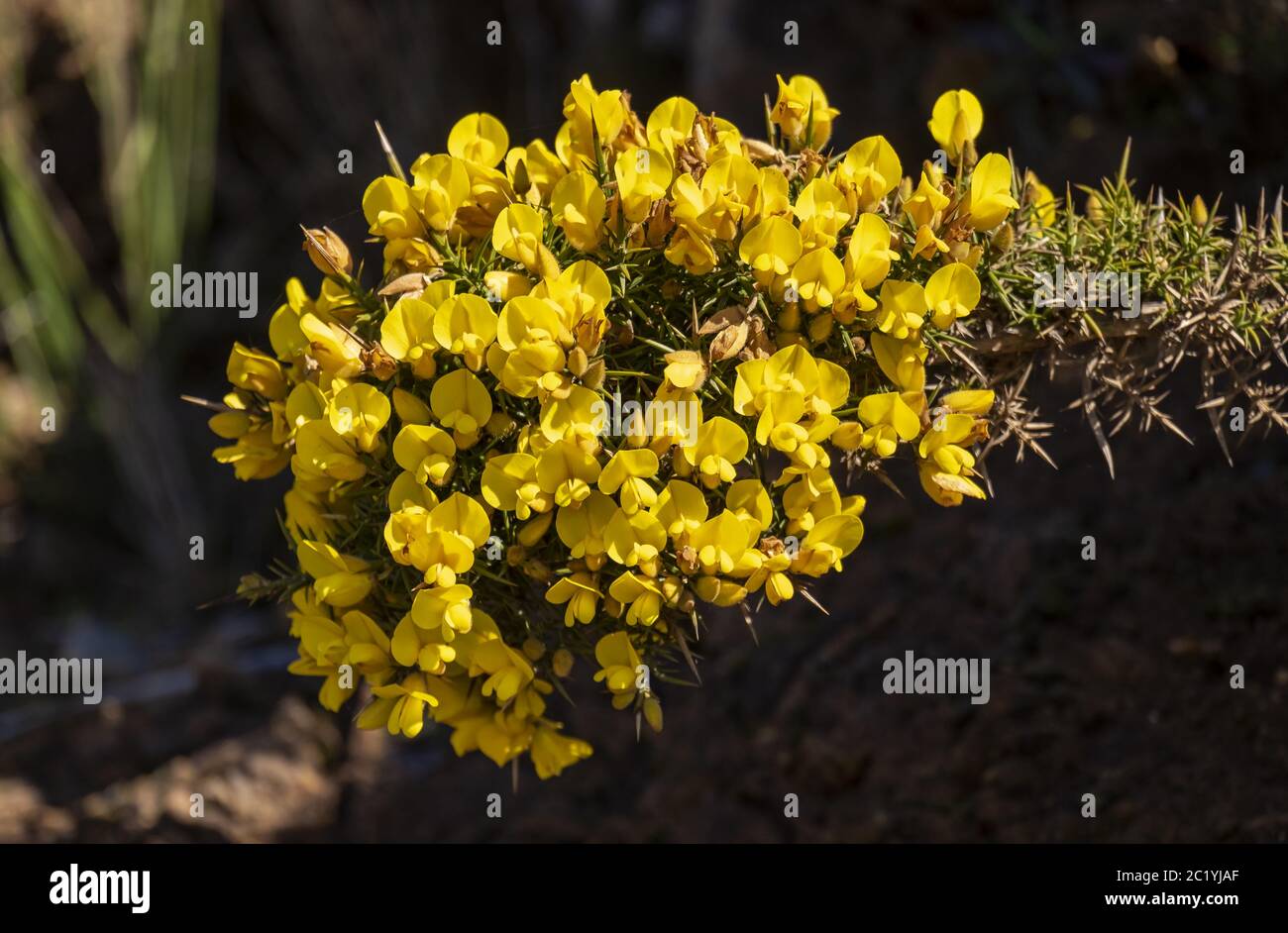 Flowering Madeira Broom (Genista maderensis) Stock Photo