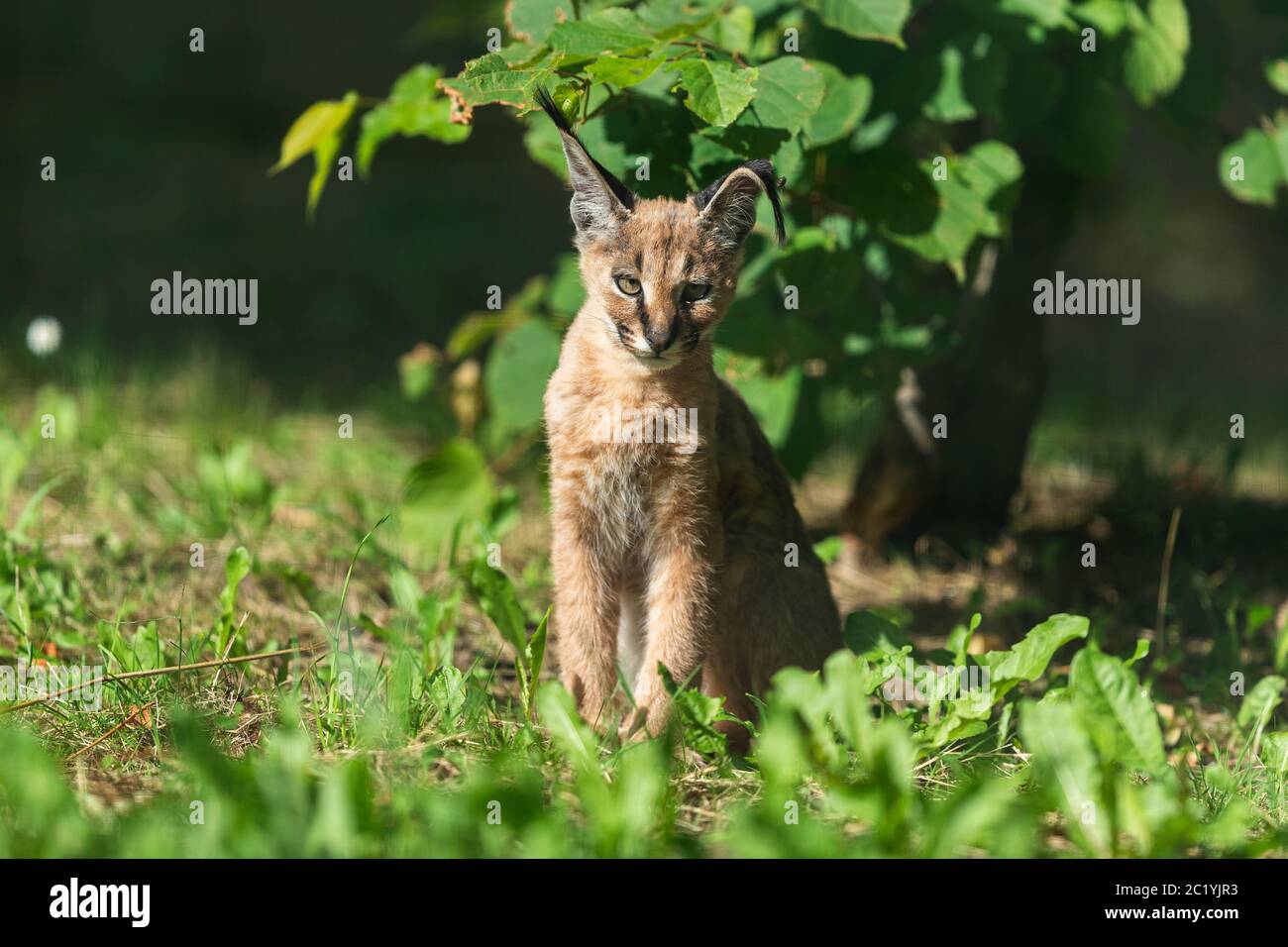 Caracal Baby High Resolution Stock Photography And Images Alamy Caracal Baby High Resolution Stock Photography And Images Alamy