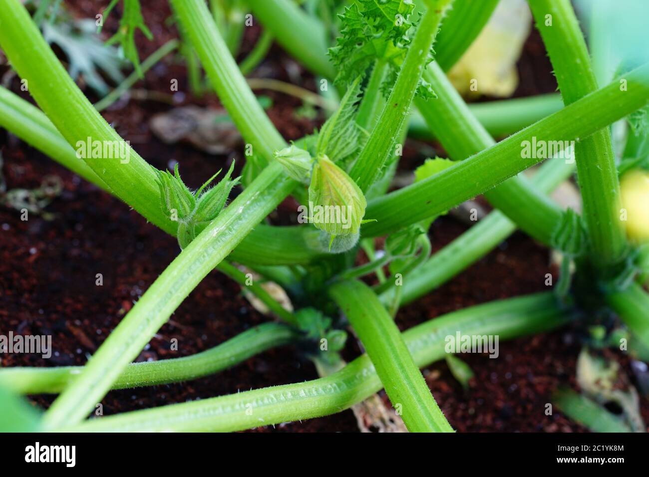 Zucchini flower blossoms growing on a plant in a container Stock Photo