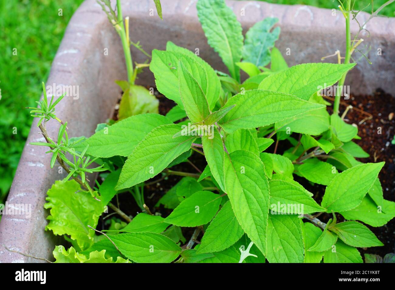 Pineapple sage herb (Salvia Elegans) growing in the garden Stock Photo