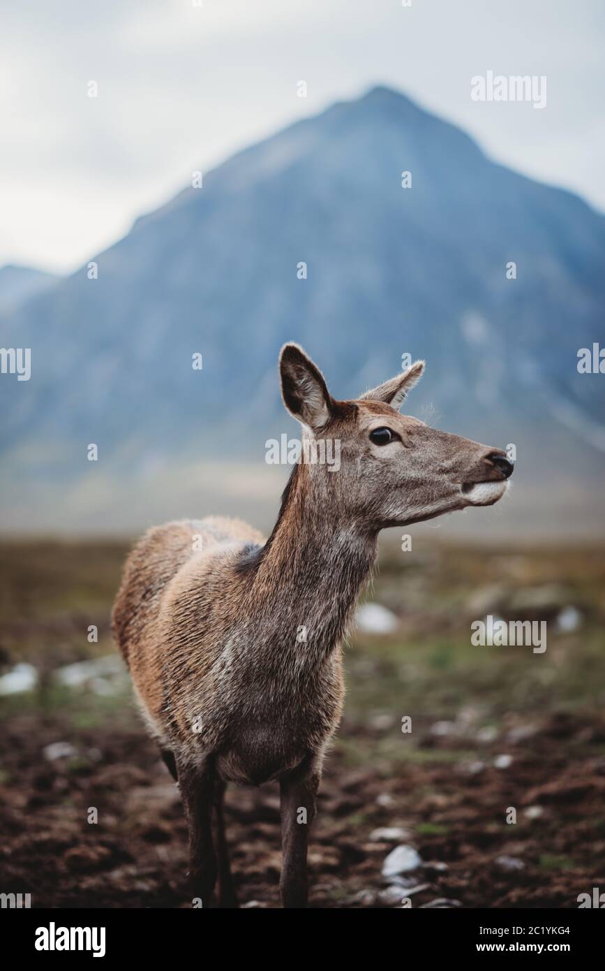 Deer at Buachaille Glencoe Stock Photo