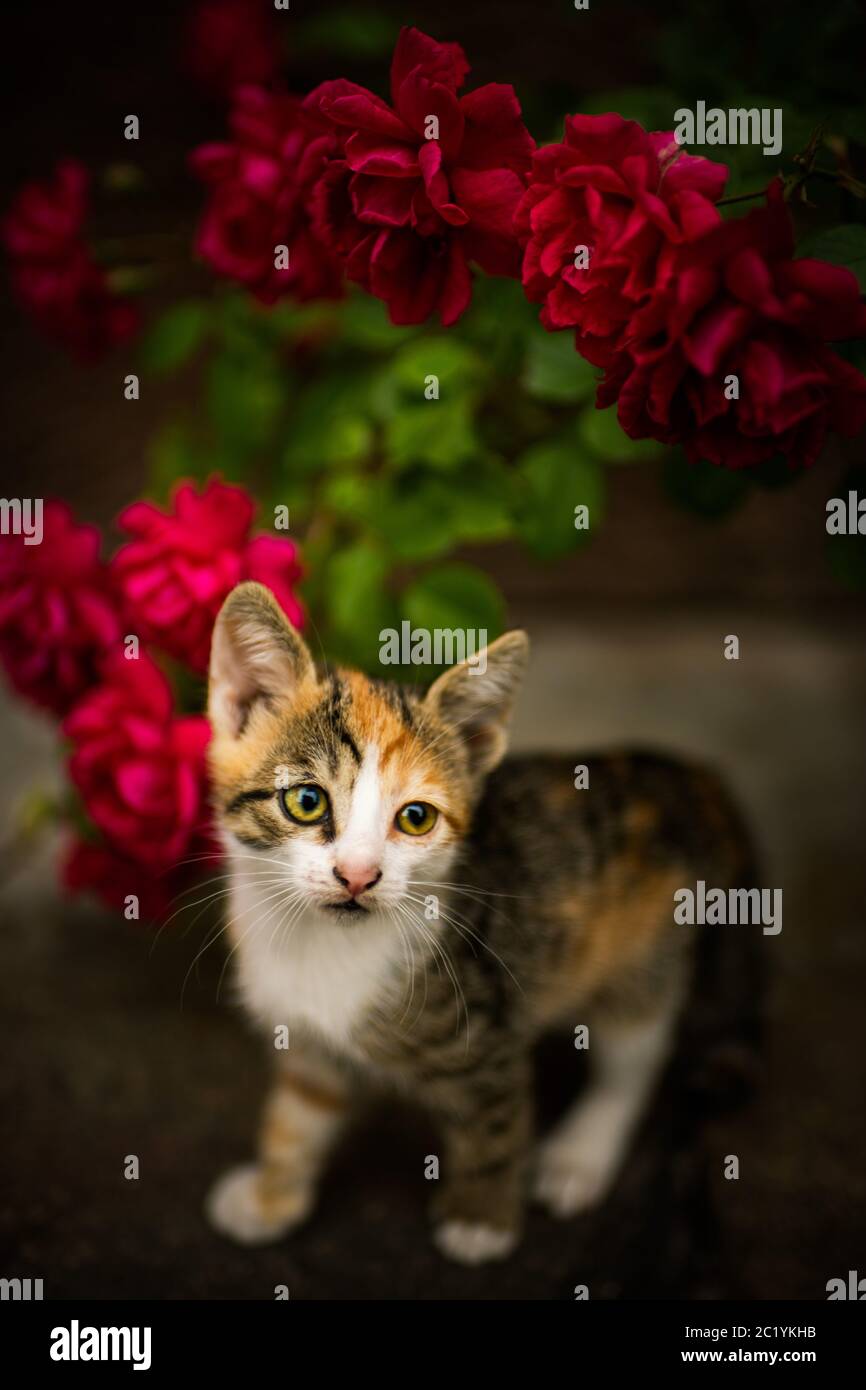 Pink roses cat hi-res stock photography and images - Alamy