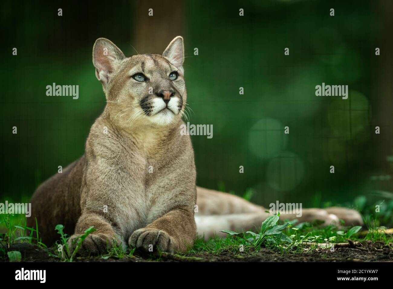 Puma dying in the forest Stock Photo