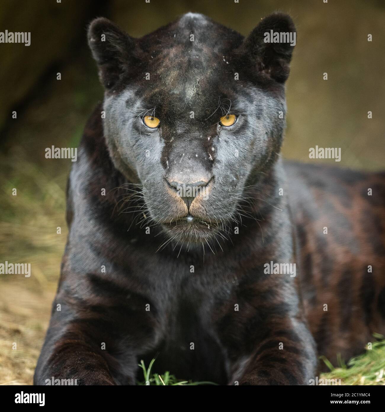 Black Panther in the jungle Stock Photo - Alamy