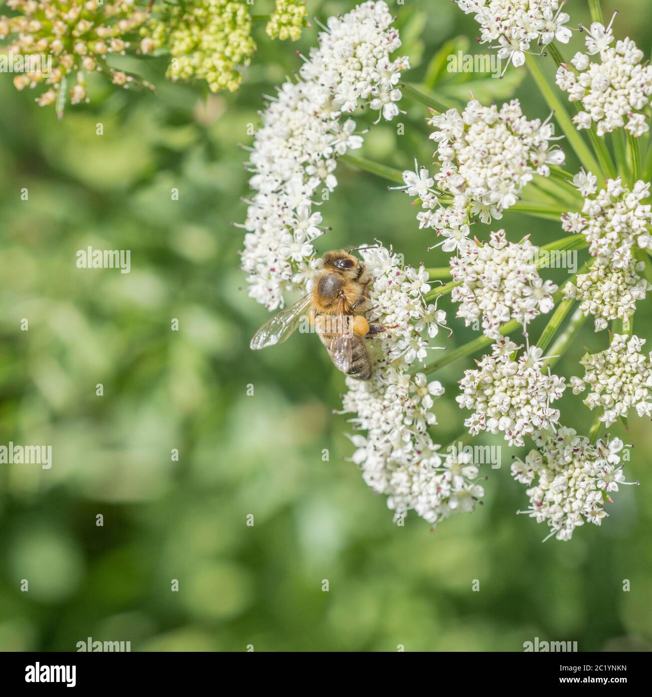 Full pollen sac bee hi-res stock photography and images - Alamy