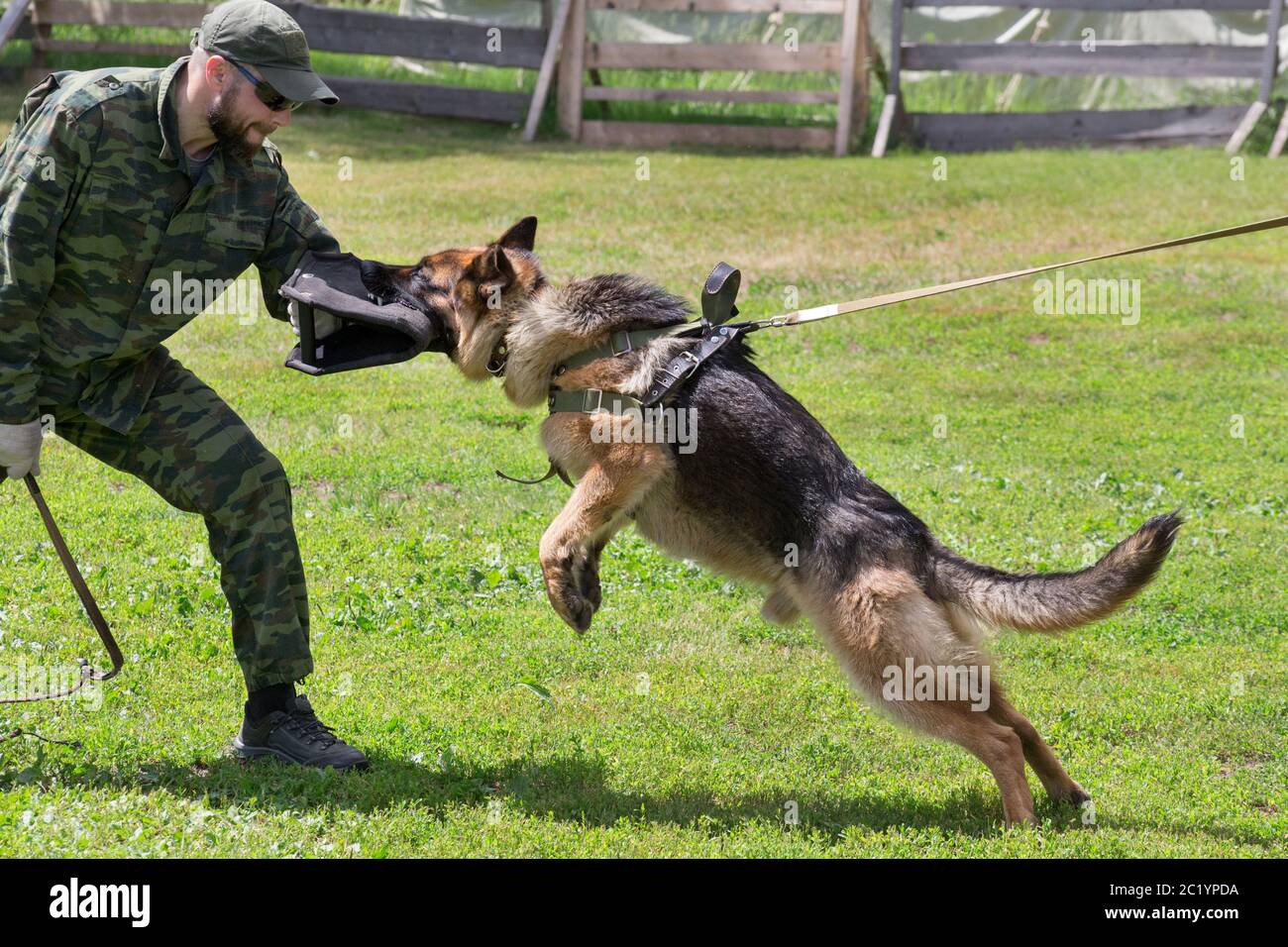 Russia, Izhevsk - June 14, 2020: Training a german shepherd dog in  cynological club. Attack demonstration. Dog training course Stock Photo -  Alamy