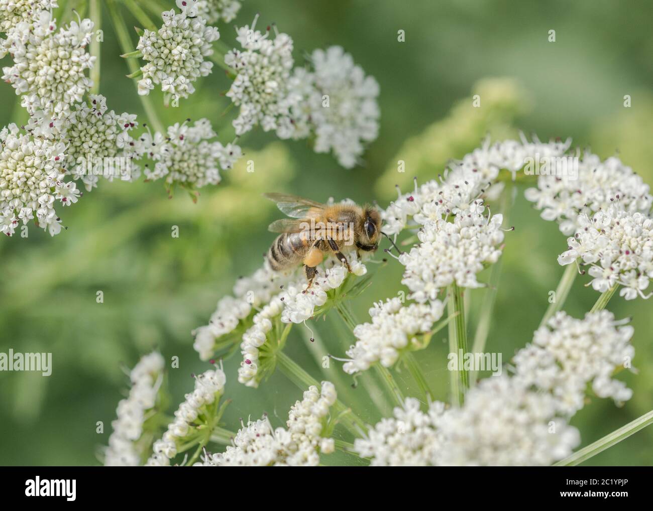 Worker Honeybee / Apis mellifera foraging and collecting pollen among flowers of Water Dropwort / Oenanthe crocata in summer sunshine. Insects UK. Stock Photo
