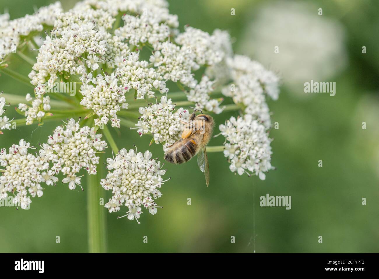 Worker Honeybee / Apis mellifera foraging and collecting pollen among flowers of Water Dropwort / Oenanthe crocata in summer sunshine. Insects UK. Stock Photo