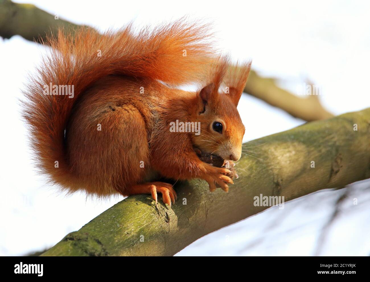 Squirrel Sciurus vulgaris cracks walnut Stock Photo Alamy