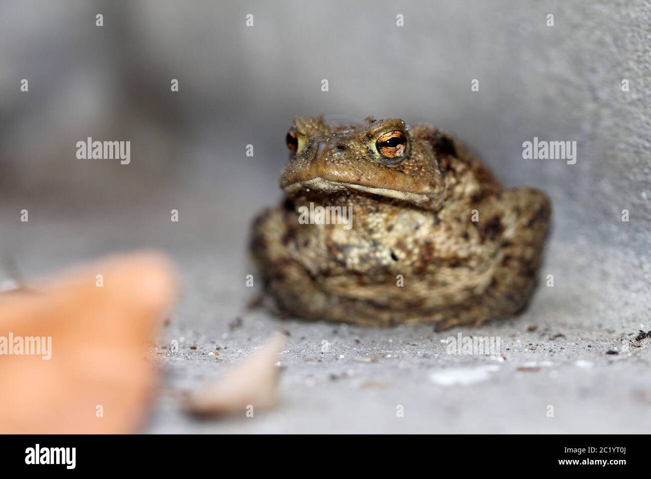 macro from earth toad Stock Photo
