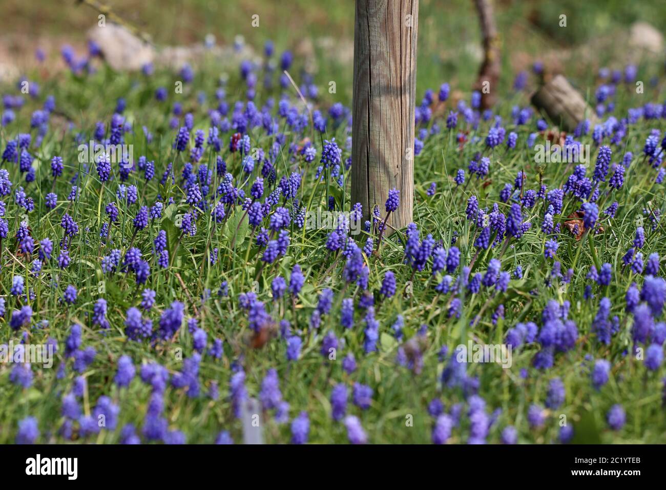 Grape hyacinths bloom in the vineyard Stock Photo