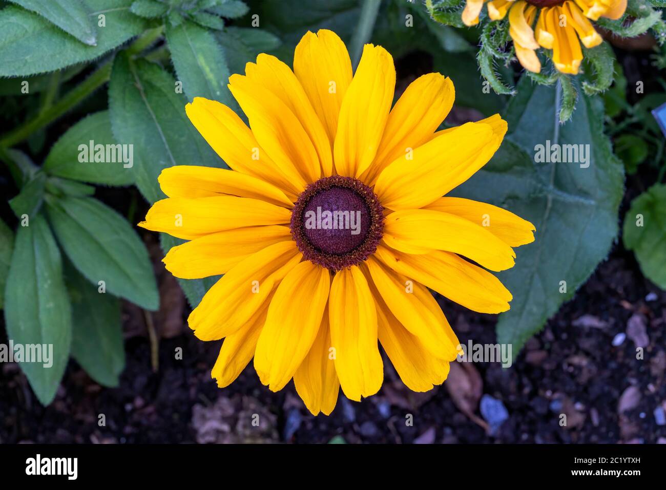 Rudbeckia hirta 'Denver Daisy' a yellow orange herbaceous perennial summer autumn flower plant commonly known as Black Eyed Susan or Coneflower stock Stock Photo