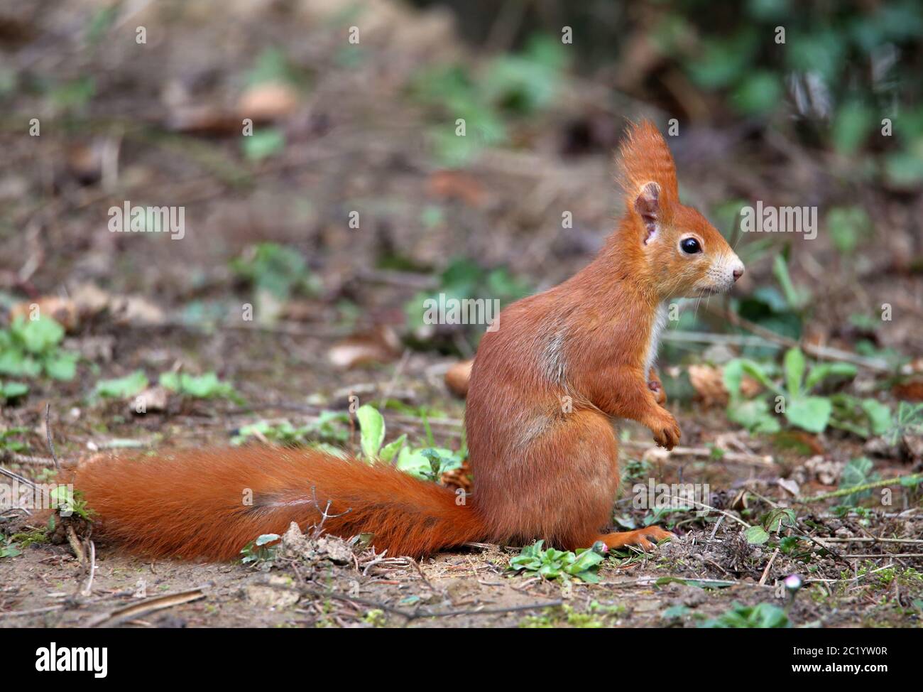 Squirrel on the ground â€“ Where's the nut Stock Photo