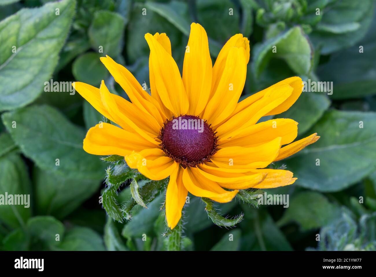 Rudbeckia hirta 'Denver Daisy' a yellow orange herbaceous perennial summer autumn flower plant commonly known as Black Eyed Susan or Coneflower stock Stock Photo