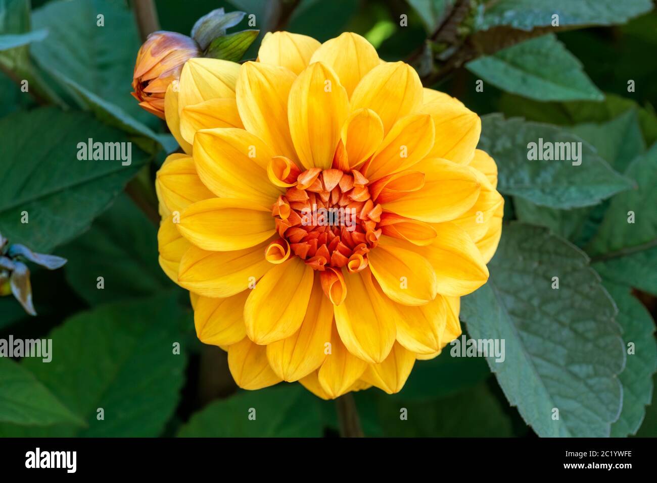 Dahlia 'Peach Brandy' a yellow orange tuberous herbaceous perennial