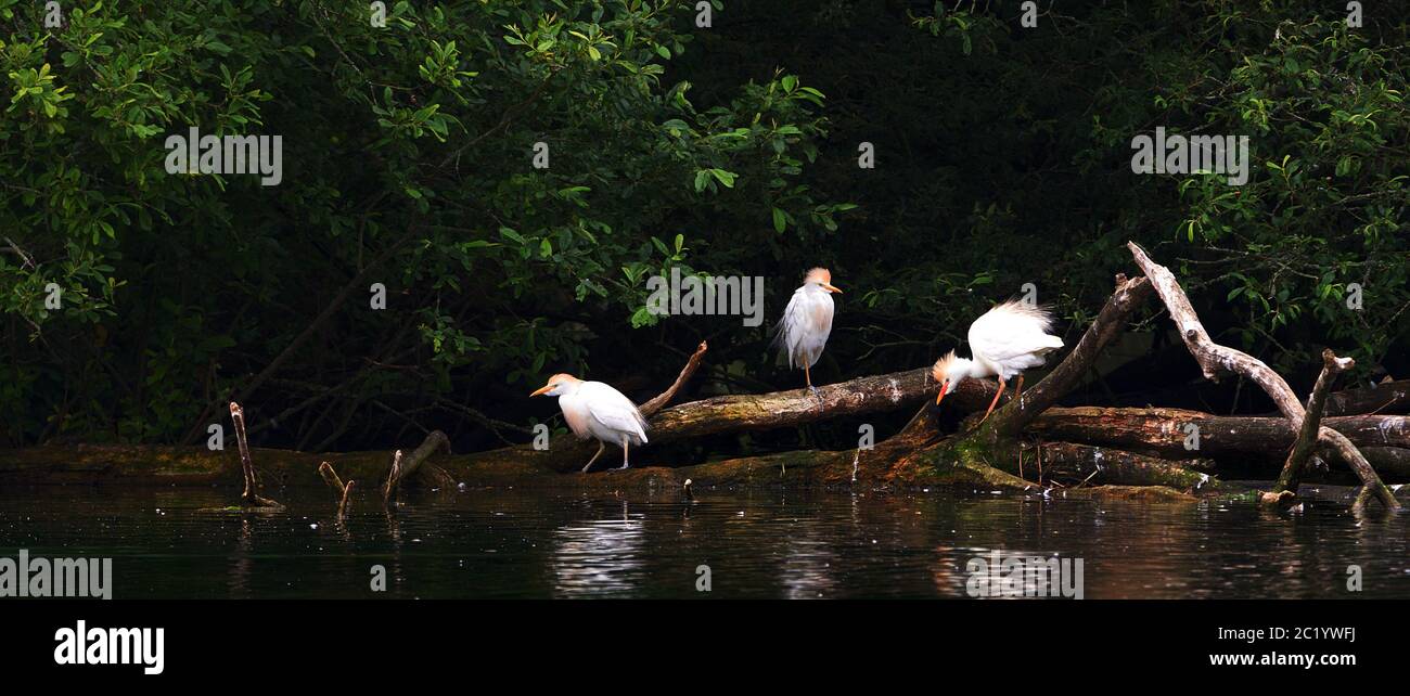 three cattle egrets perched on branch Stock Photo