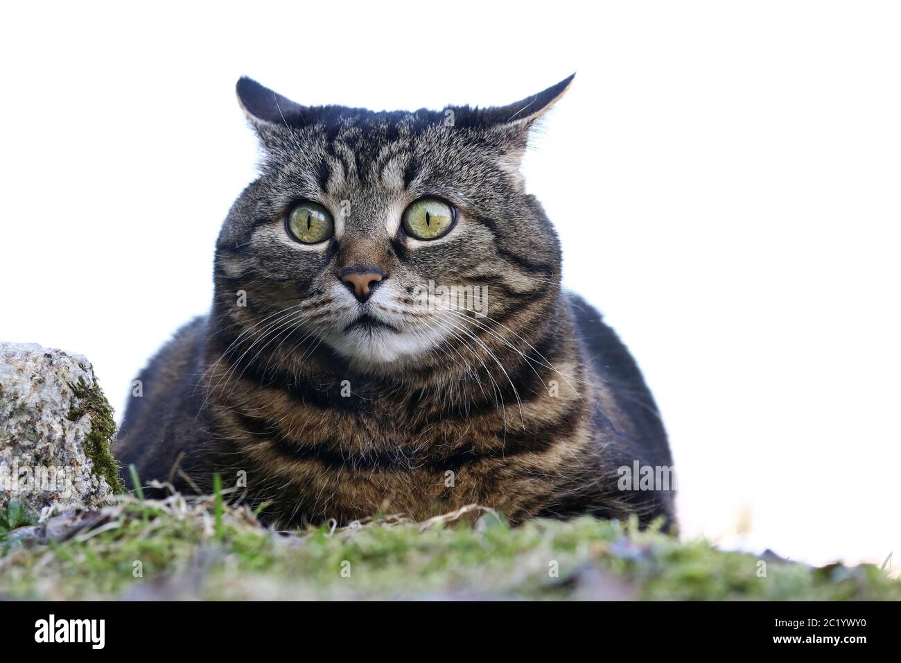 A small fat cat sits with a funny look in the garden Stock Photo