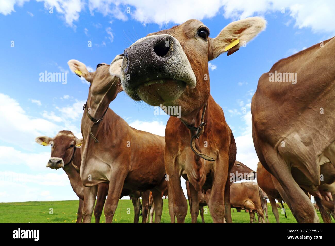 Curious brown cattle on a pasture in Bavaria. Curious cows Stock Photo