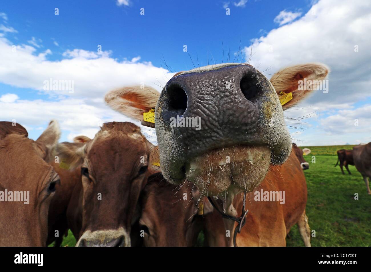 Curious brown cattle on a pasture in Bavaria. Curious cows Stock Photo