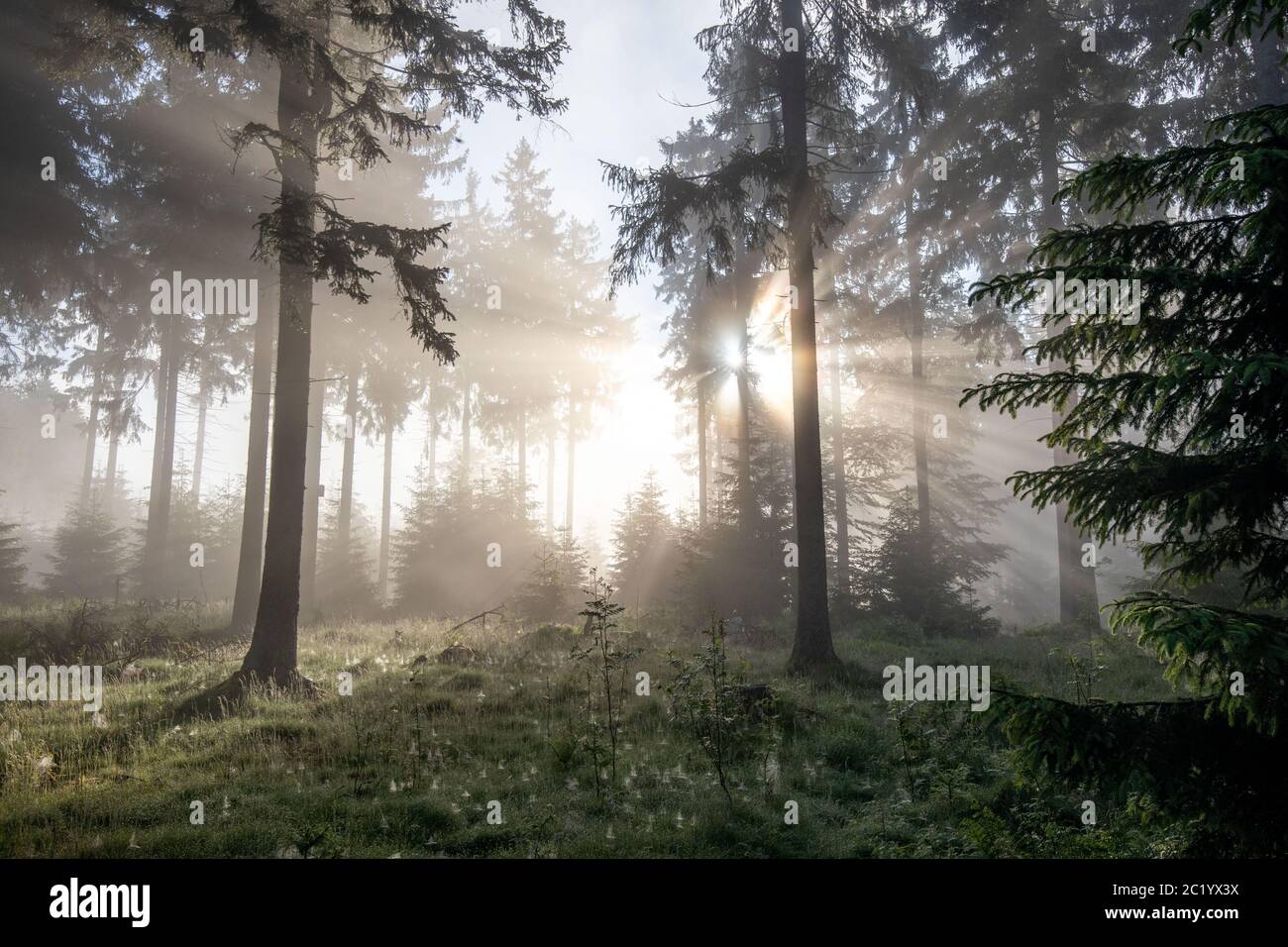 Schwithten, Deutschland. 12th June, 2020. 06/12/2020, Schwithten (Hessen): The rising sun shines through trees in the fog in the forest on the Grosser Feldberg in the Taunus. | usage worldwide Credit: dpa/Alamy Live News Stock Photo