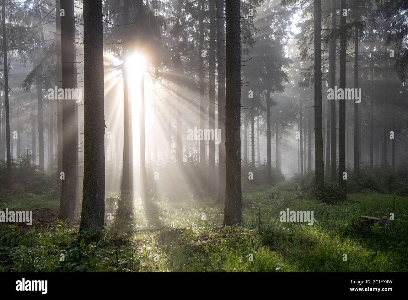 Schwithten, Deutschland. 12th June, 2020. 06/12/2020, Schwithten (Hessen): The rising sun shines through trees in the fog in the forest on the Grosser Feldberg in the Taunus. | usage worldwide Credit: dpa/Alamy Live News Stock Photo