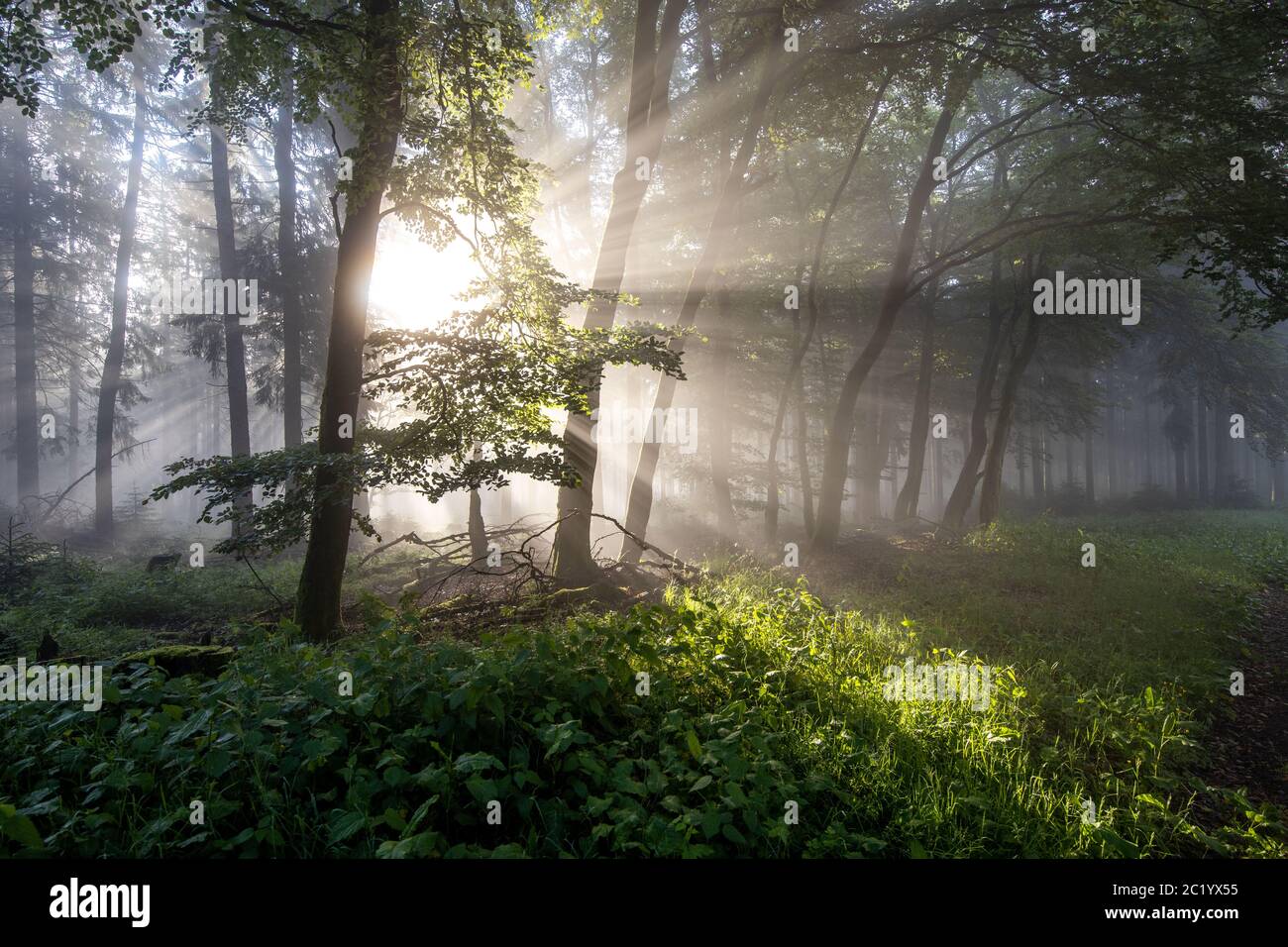 Schwithten, Deutschland. 12th June, 2020. 06/12/2020, Schwithten (Hessen): The rising sun shines through trees in the fog in the forest on the Grosser Feldberg in the Taunus. | usage worldwide Credit: dpa/Alamy Live News Stock Photo