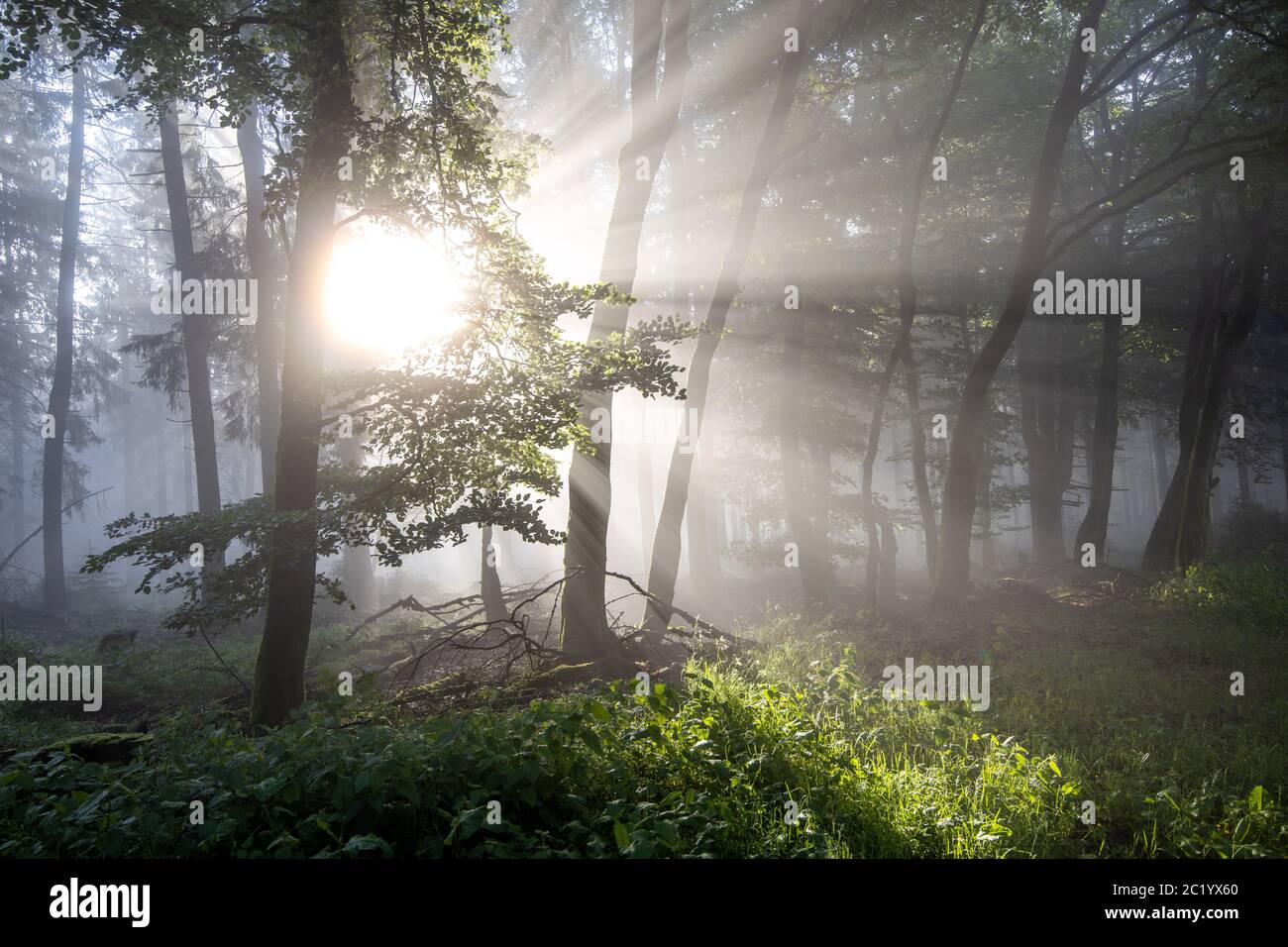 Schwithten, Deutschland. 12th June, 2020. 06/12/2020, Schwithten (Hessen): The rising sun shines through trees in the fog in the forest on the Grosser Feldberg in the Taunus. | usage worldwide Credit: dpa/Alamy Live News Stock Photo