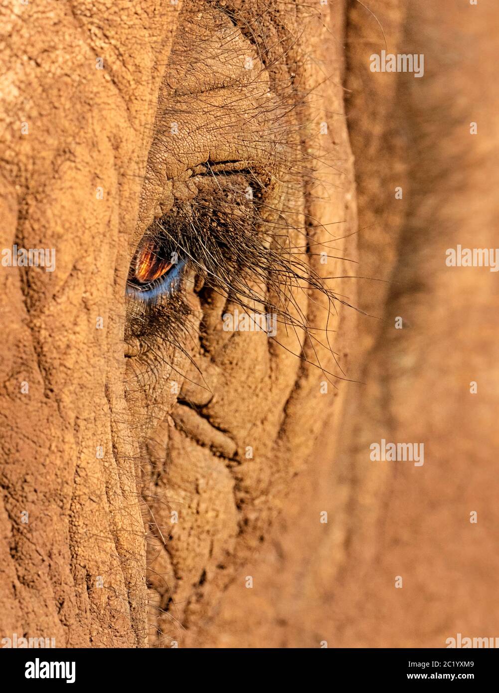 African Elephant (Loxodonta Africana) eye. Close-up photograph of the eye and eyelashes. Side view of the animal with its wrinkled reddish skin. Stock Photo
