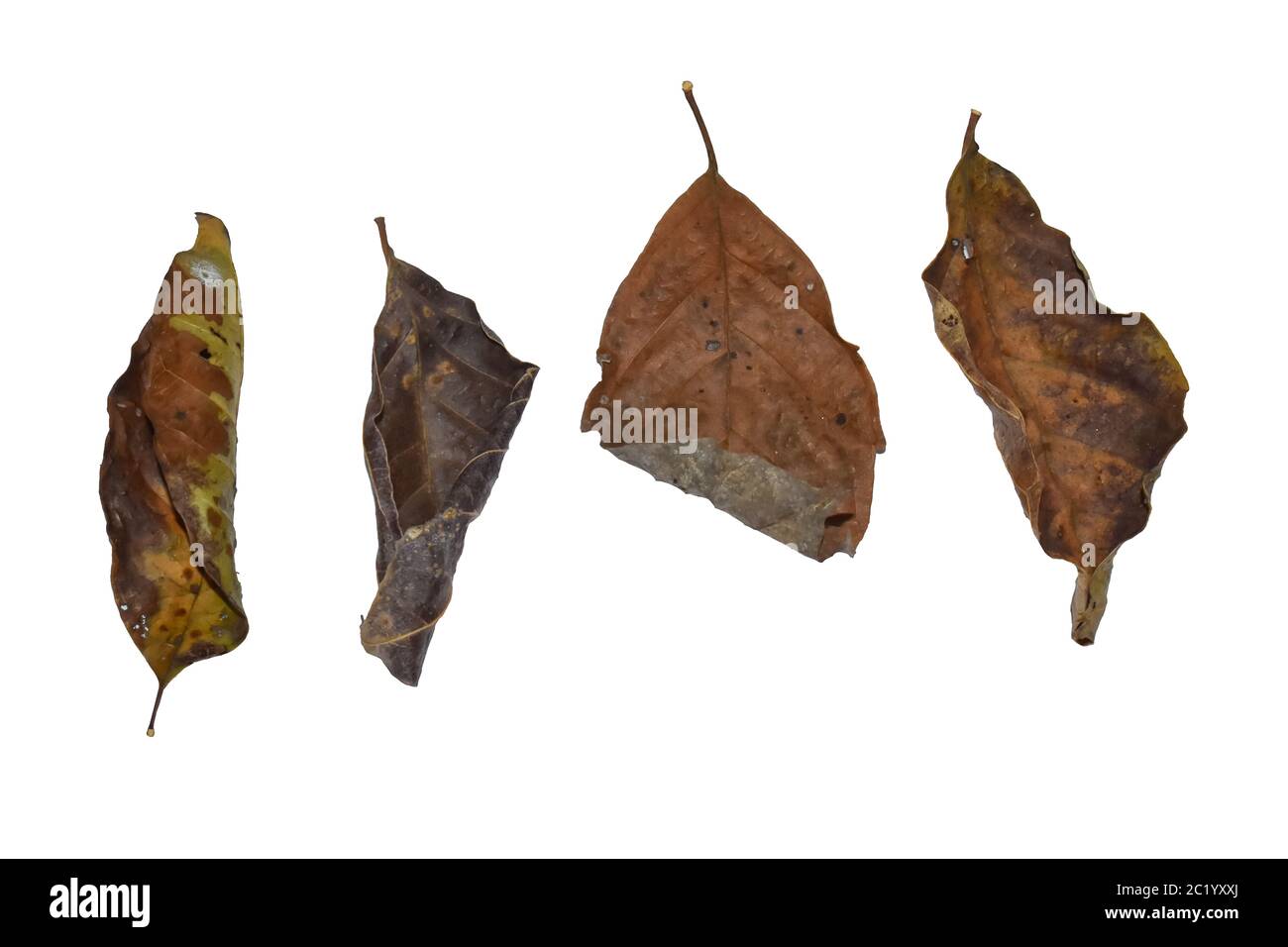 Dry leaf isolated on white background. with clipping path Stock Photo