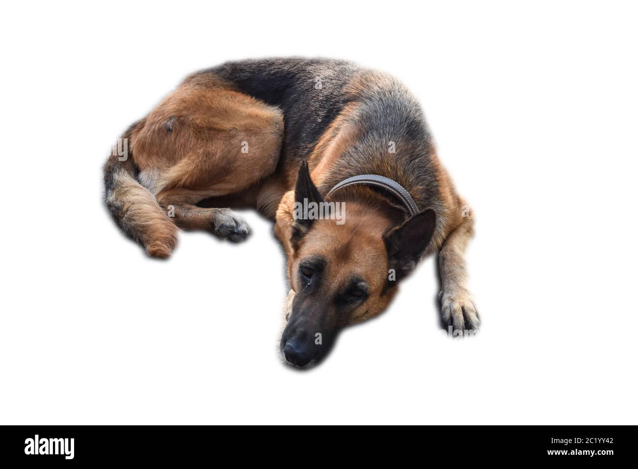 Black brown dog lying isolated on white background. Stock Photo