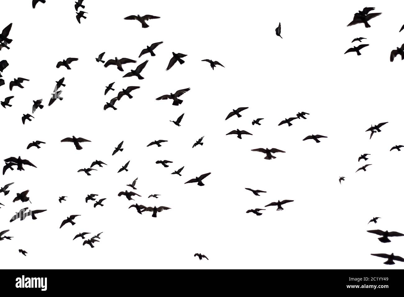 Silhouette of group flying pigeons isolated on white background. with clipping path. Stock Photo