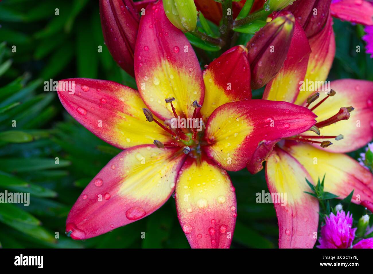 close up of lily in flower Stock Photo