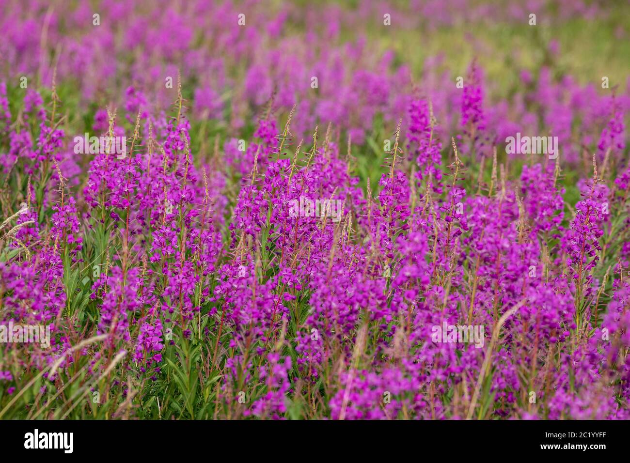 Field of fireweed hi-res stock photography and images - Alamy