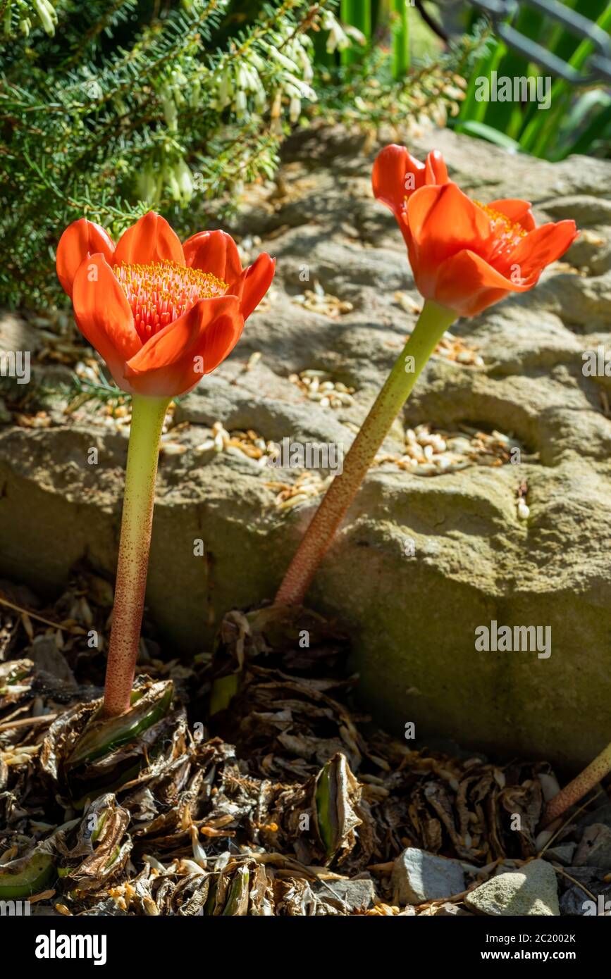 Haemanthus coccineus a red bulbous spring summer perennial summer flower plant commonly known as blood flower, blood lily or paintbrush lily stock Stock Photo