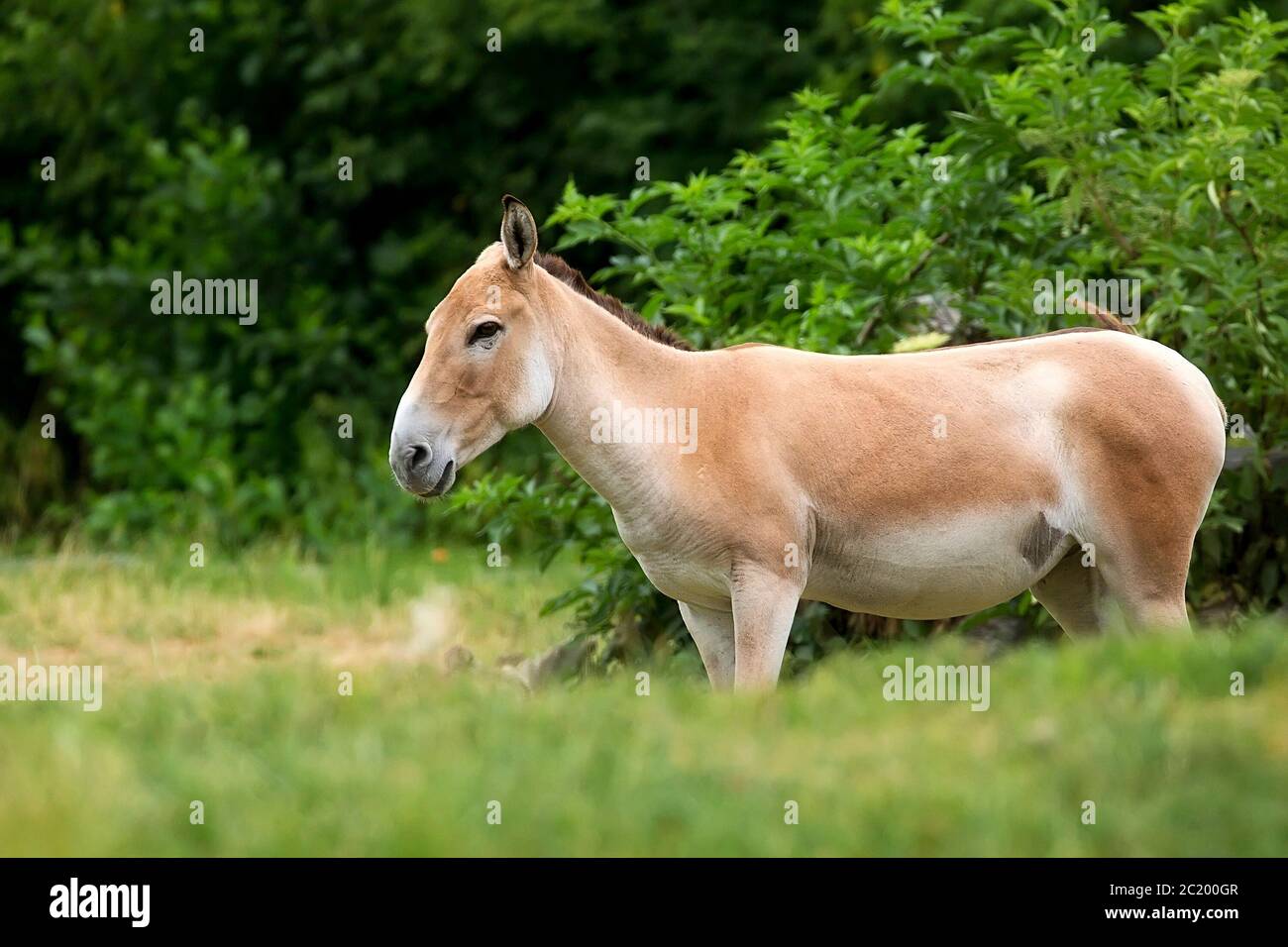 Onager in a clearing Stock Photo