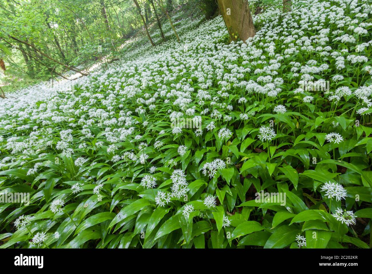 Wild Garlic (Allium Ursinum), England Stock Photo